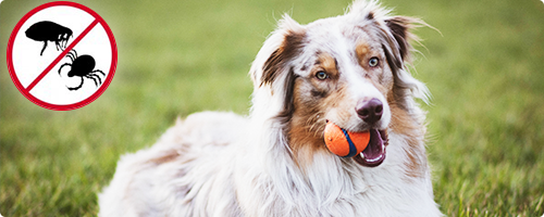 Blog: Heeft mijn hond vlooien of teken?